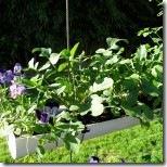 GutterGarden-nov1-150x150