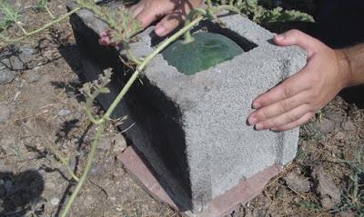 Sandias Cuadradas en la Huerta