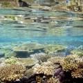 calcio de coral okinawa