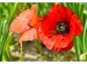 Propiedades medicinales Malva.