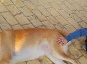 perro...Tu vida. perro terapia.