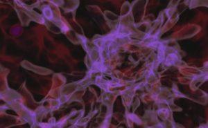 Simulación de la formación de un agujero negro por colapso directo