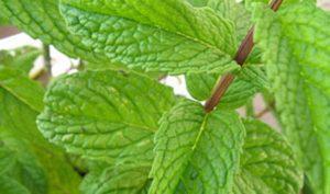 Agua de hierbabuena para la gastritis
