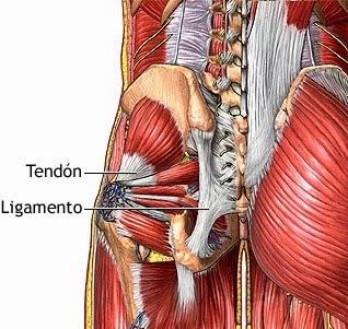 Uso de Terapia Genica para tratar lesiones de los Tendones