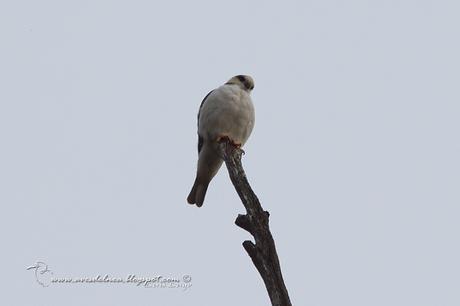 Milano chico (Pearl Kite) Gampsonyx swainsonii Milano chico (Pearl Kite) Gampsonyx swainsonii