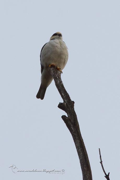 Milano chico (Pearl Kite) Gampsonyx swainsonii