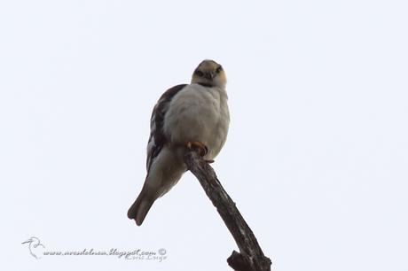 Milano chico (Pearl Kite) Gampsonyx swainsonii Milano chico (Pearl Kite) Gampsonyx swainsonii