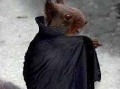 Ardilla Vampiro