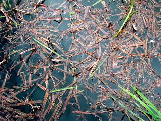 10 CONSEJOS DE SEGURIDAD EN PISCINAS Y JUEGOS HINCHABLES