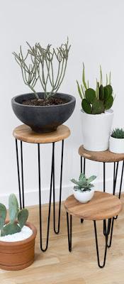 Mis plantas en un pedestal