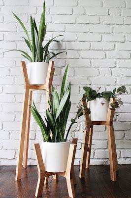 Mis plantas en un pedestal