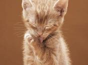 ¿Cómo Atacar Hongos Gatos? ¡Entérate Aquí!