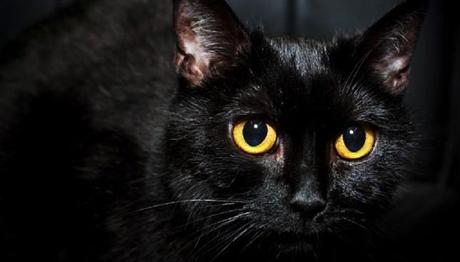 los hongos en los gatos