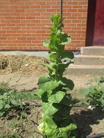 EL HUERTO ESCOLAR AL FINAL DE CURSO