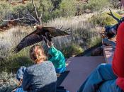 Águila trata llevarse pequeño niño durante espectáculo aves