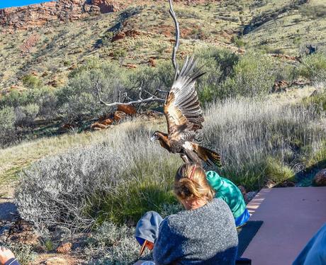 Águila trata de llevarse a un pequeño niño durante un espectáculo de aves