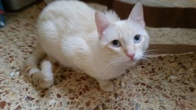 Sin Miedos Con Feliway