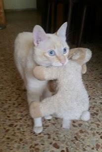 Sin Miedos Con Feliway