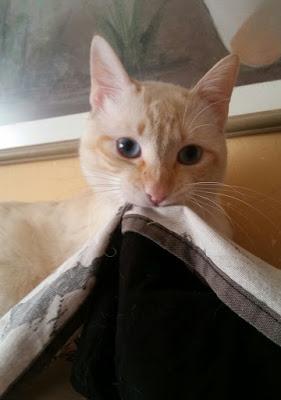 Sin Miedos Con Feliway