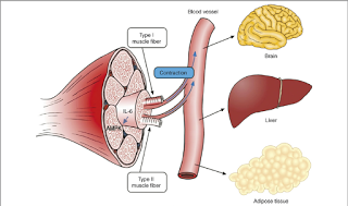 MITO: EL MEJOR EJERCICIO PARA ADELGAZAR ES  CARDIOVASCULAR POR LARGO TIEMPO