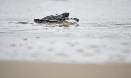 Enfrentándose al mar