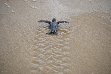 Y allí iba el tortuguillo, solo y valiente