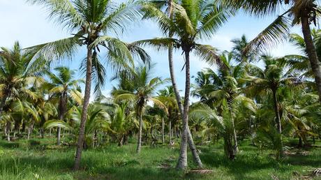 Investigadores aseguran que el coco es un material resistente a los terremotos