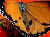 Existen verano mariposas...