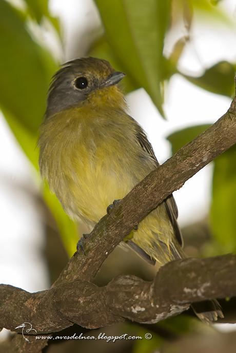 Bailarín verde (Wing-barred Manakin) Piprites chloris