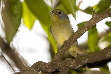 Bailarín verde (Wing-barred Manakin) Piprites chloris