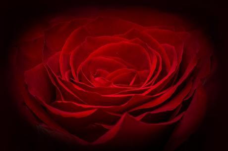 Gotas de rocío en las hermosas rosas magentas rose-266611_640