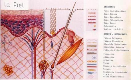 Piel, film hidrolipídico