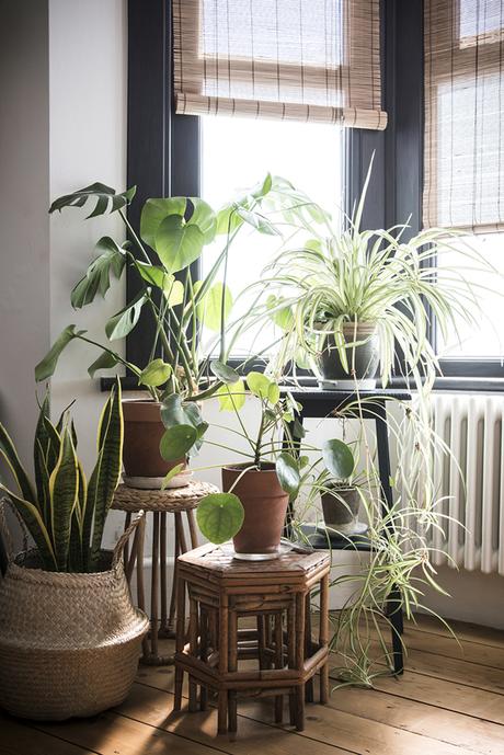 rattan furniture, decorating with plants