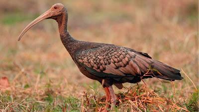 El redescubrimiento del ibis gigante