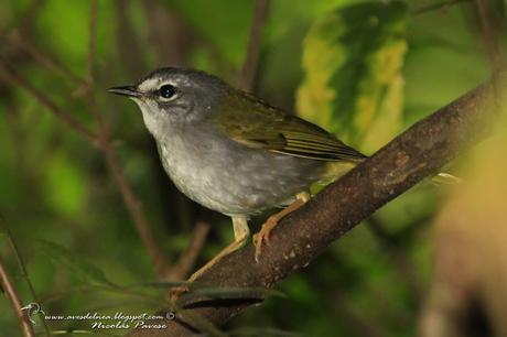 Arañero Silbón (White-rimmed Warbler) Myiothlypis leucoblephara