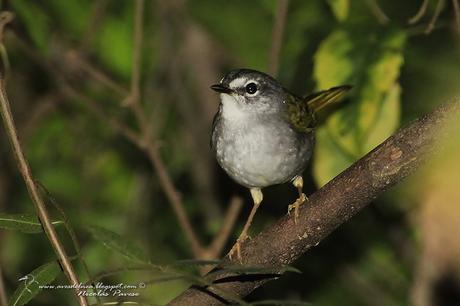 Arañero Silbón (White-rimmed Warbler) Myiothlypis leucoblephara