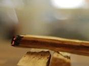 Palo santo: perfume medicinal árbol