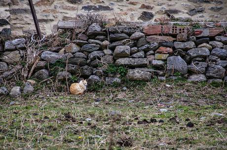 El gato triste que no era azul