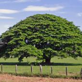 Árbol oreja de negro