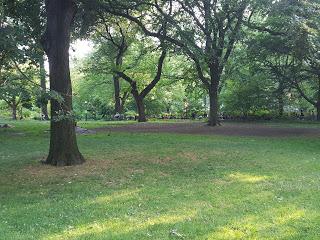 central park tree