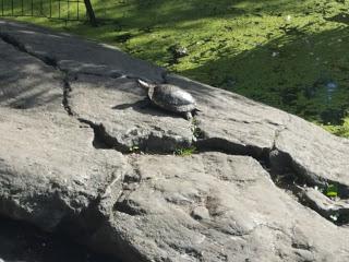 turtle in central park