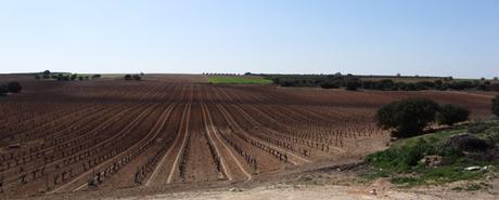 Viñedos-Finca-Antigua