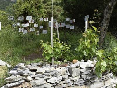 C. C.cuida viña en Suiza para niños necesitados