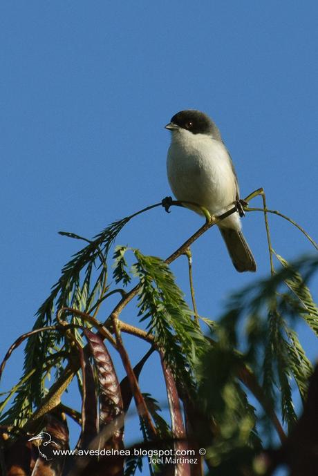 Monterita cabeza negra (Black-capped Warbling-Finch) Poospiza melanoleuca Monterita cabeza negra (Black-capped Warbling-Finch) Poospiza melanoleuca