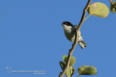 Monterita cabeza negra (Black-capped Warbling-Finch) Poospiza melanoleuca Monterita cabeza negra (Black-capped Warbling-Finch) Poospiza melanoleuca