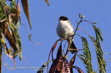 Monterita cabeza negra (Black-capped Warbling-Finch) Poospiza melanoleuca Monterita cabeza negra (Black-capped Warbling-Finch) Poospiza melanoleuca
