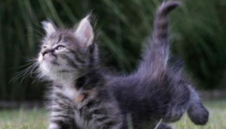 los movimientos de la cola de los gatos