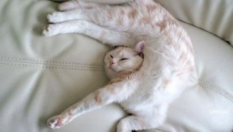 porque los gatos duermen tanto