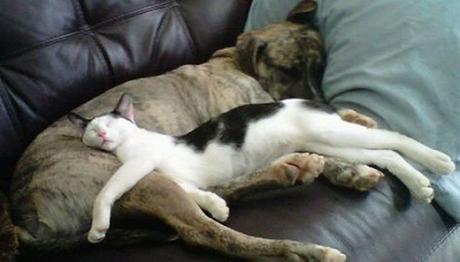 el arte de dormir de los gatos