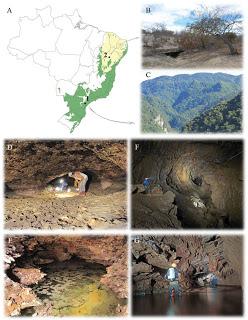 Primeros hotspots de biodiversidad subterránea en Sudamérica